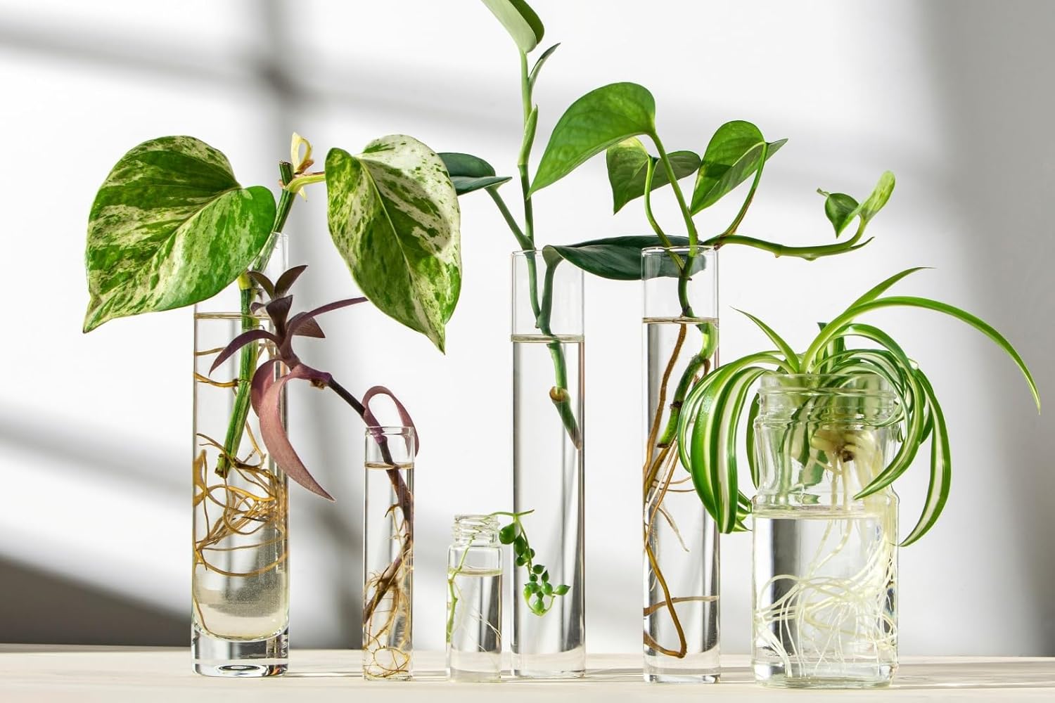 Plant Propagation Station Coleus, Wandering Jew & Pothos in Glass Bulbs with Wooden Stand, Indoor Terrarium, Desk Decor & Gardening Gift for Plant Lovers