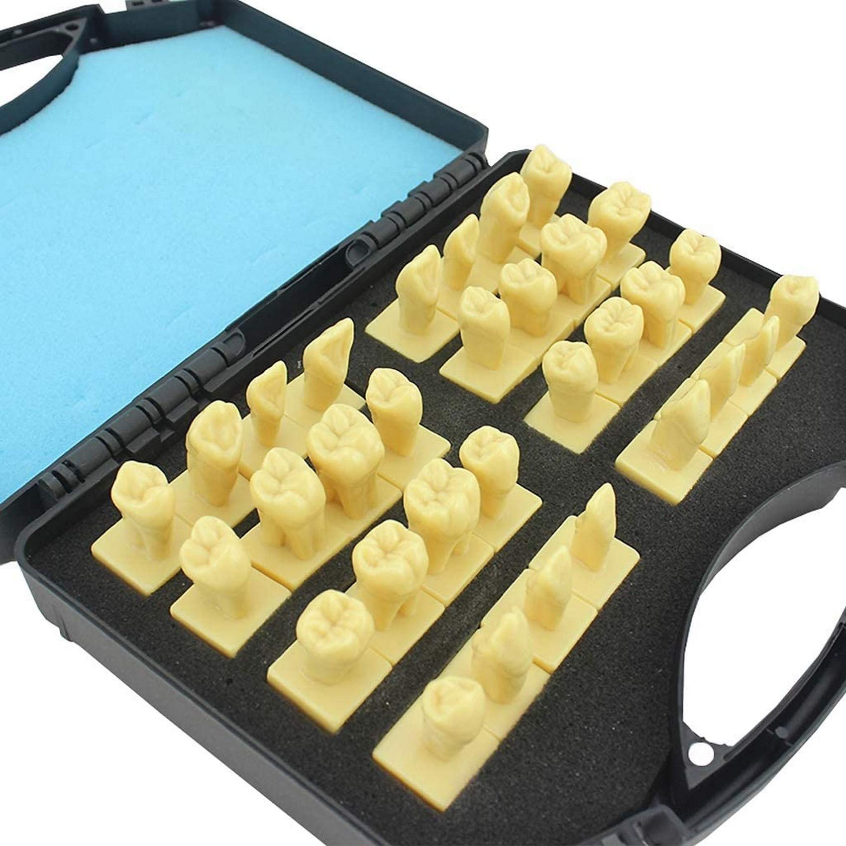 Buy QTWW Dental Teeth Model Gingiva Visible Anatomic Demonstration