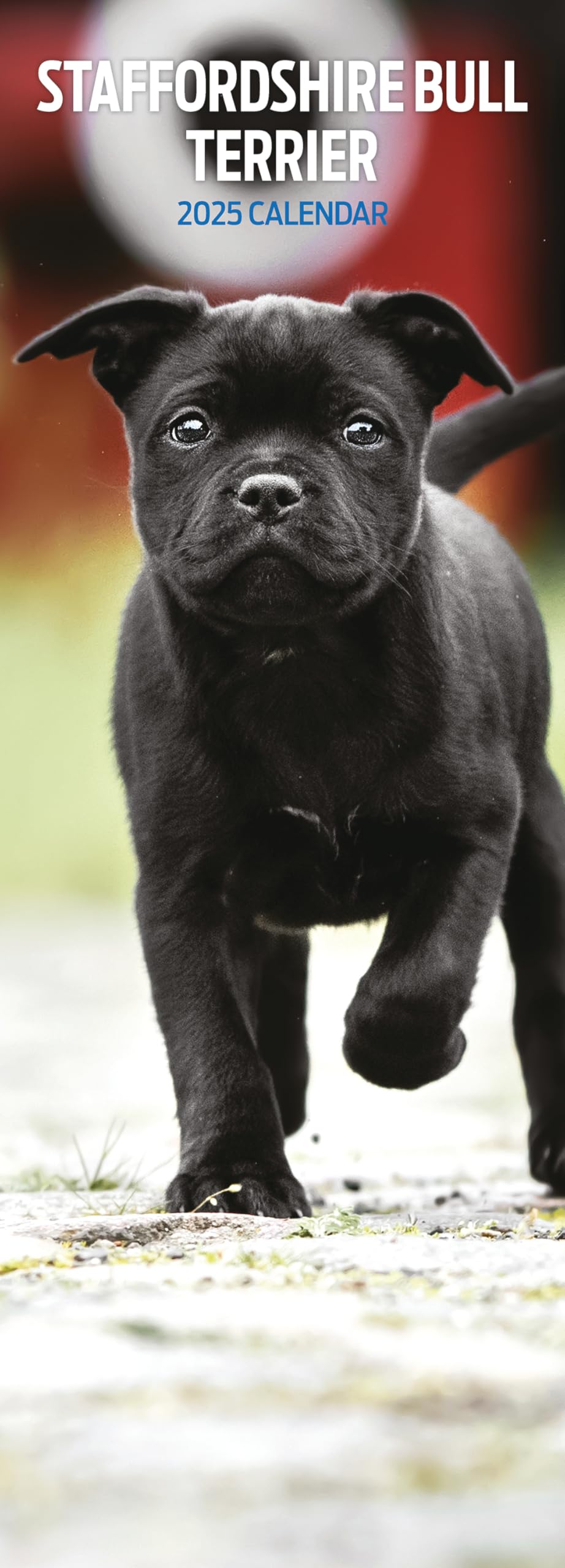 Staffordshire Bull Terrier 2025 Slim Calendar