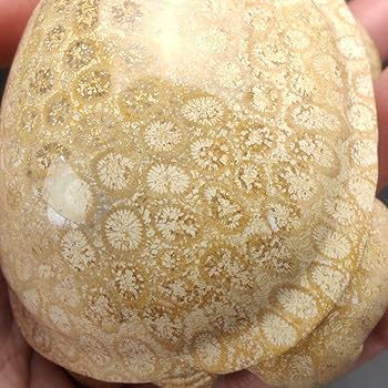 1 サンゴの化石　亀　(大)　天然石　 菊目石　珊瑚　コラール　縁起物　魔除け Amazon.co.jp: 1 サンゴの化石 亀 大 天然石 菊目石 珊瑚