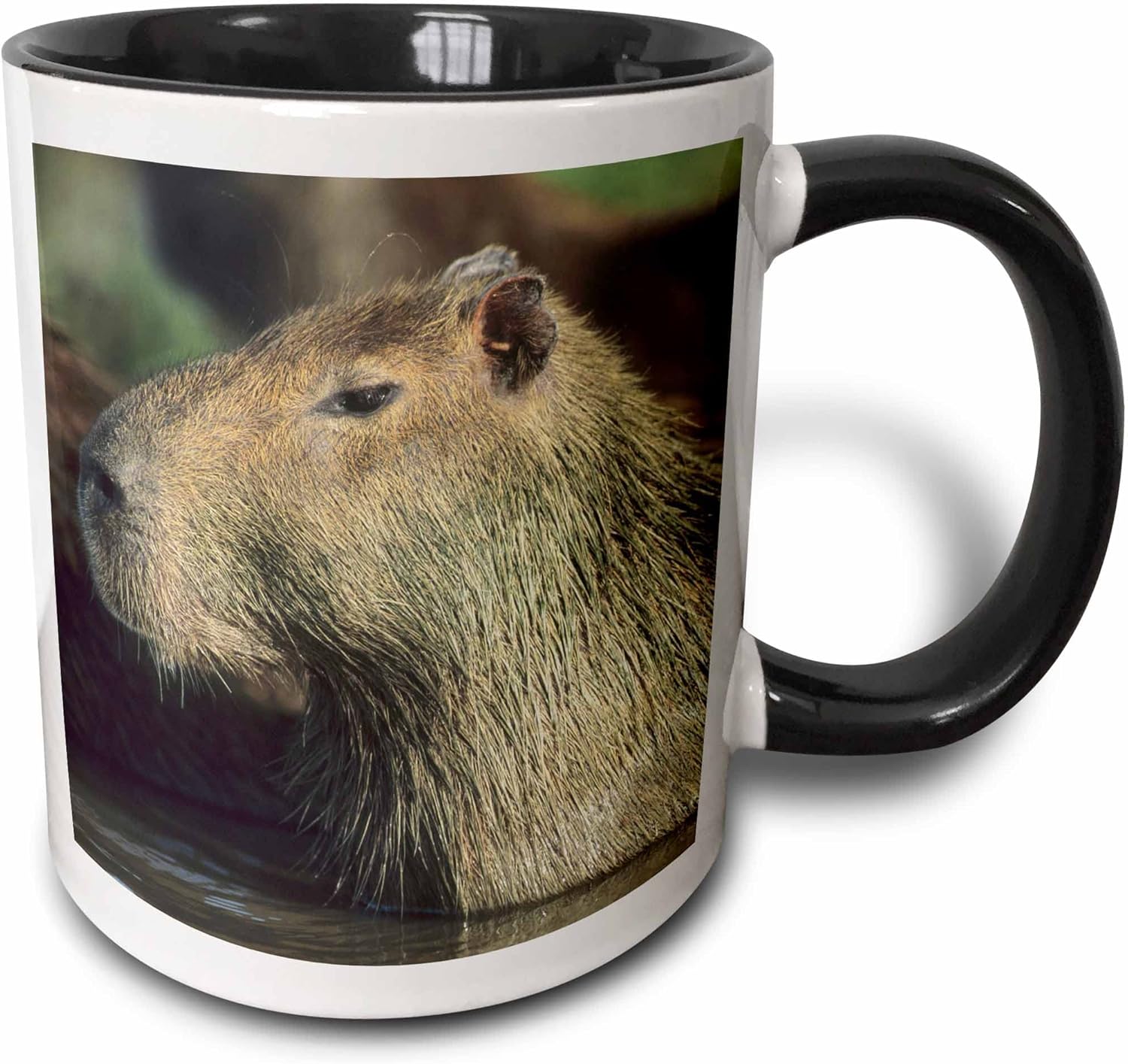3dRose (mug_87130_4) Capybara wildlife, Llanos, Venezuela - SA20 KSC0009 - Kevin Schafer - Two Tone Black Mug, 11oz