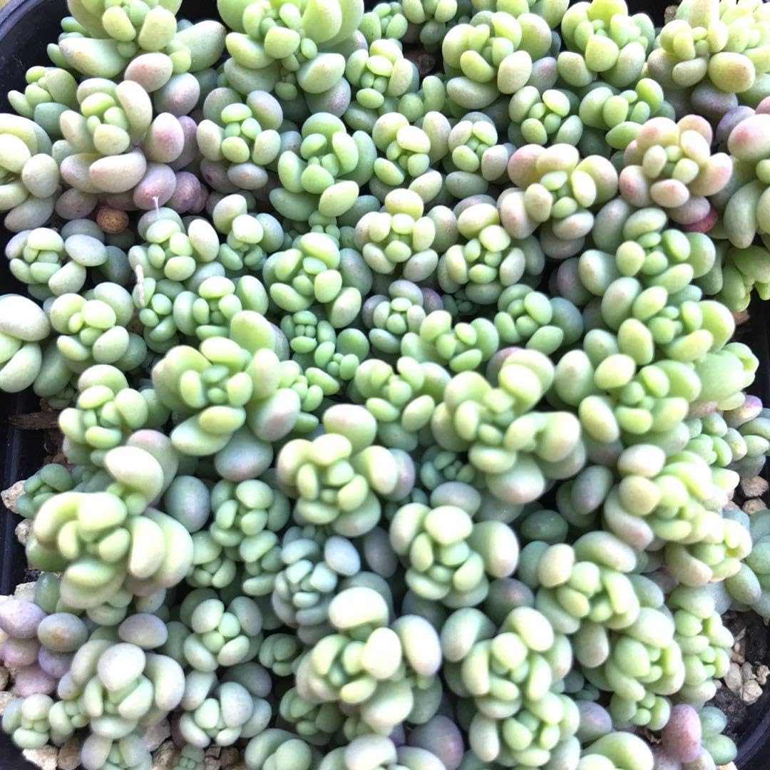 多肉植物 パープルヘイズ カット苗 25カット　多頭、微根も入ります！ セダム Amazon｜つぶつぶパープルヘイズ 25カット！セダム 多肉植物