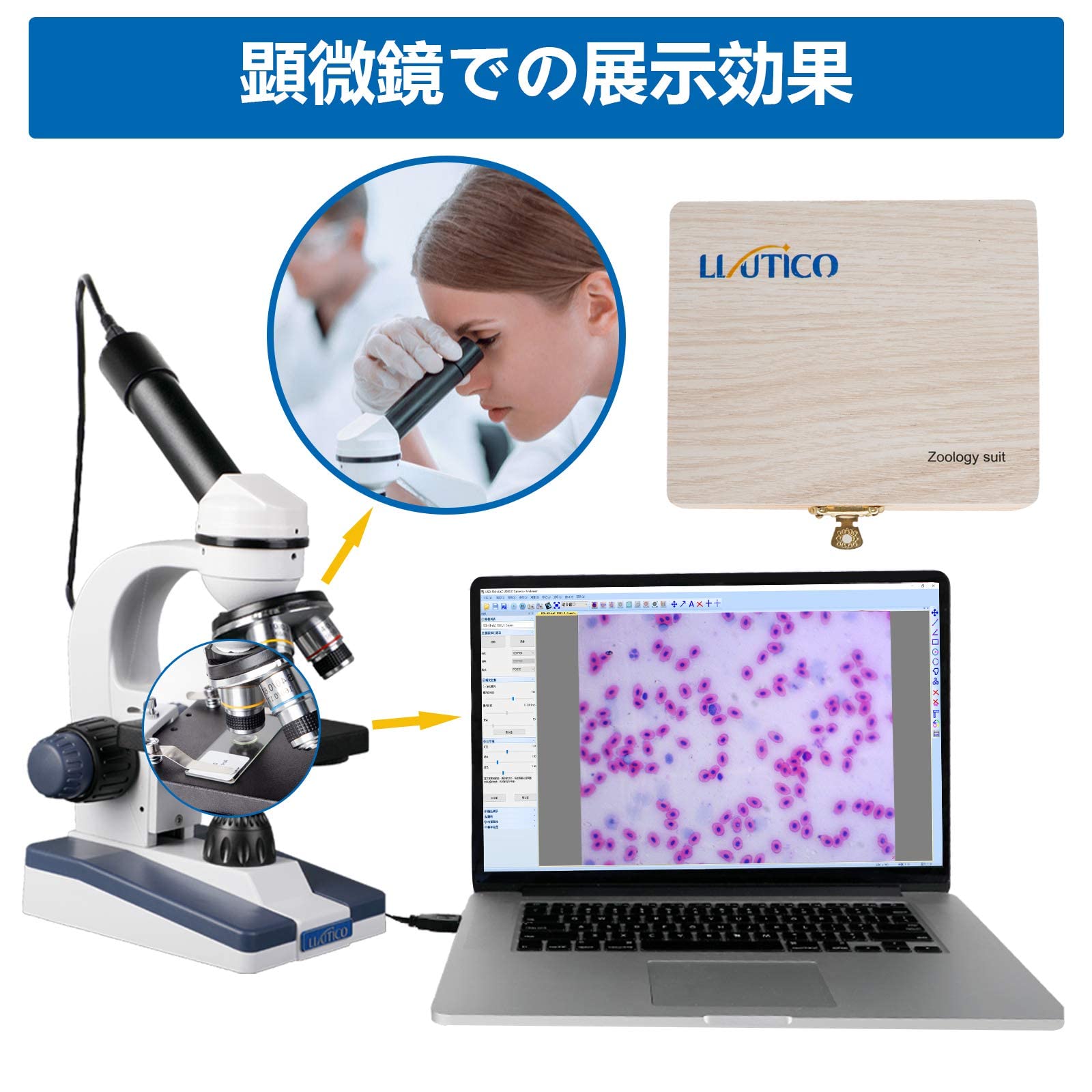 顕微鏡用ガラスプレート　Carton ANIMALS　動物 顕微鏡用ガラスプレート Carton ANIMALS 動物