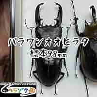 パラワンオオヒラタ　標本 Amazon.co.jp: 昆虫標本パラワンオオヒラタクワガタ ガラス