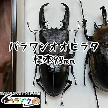 昆虫標本　スマトラ　パラワン Amazon.co.jp: パラワンオオヒラタ98mm標本シーラケース付き