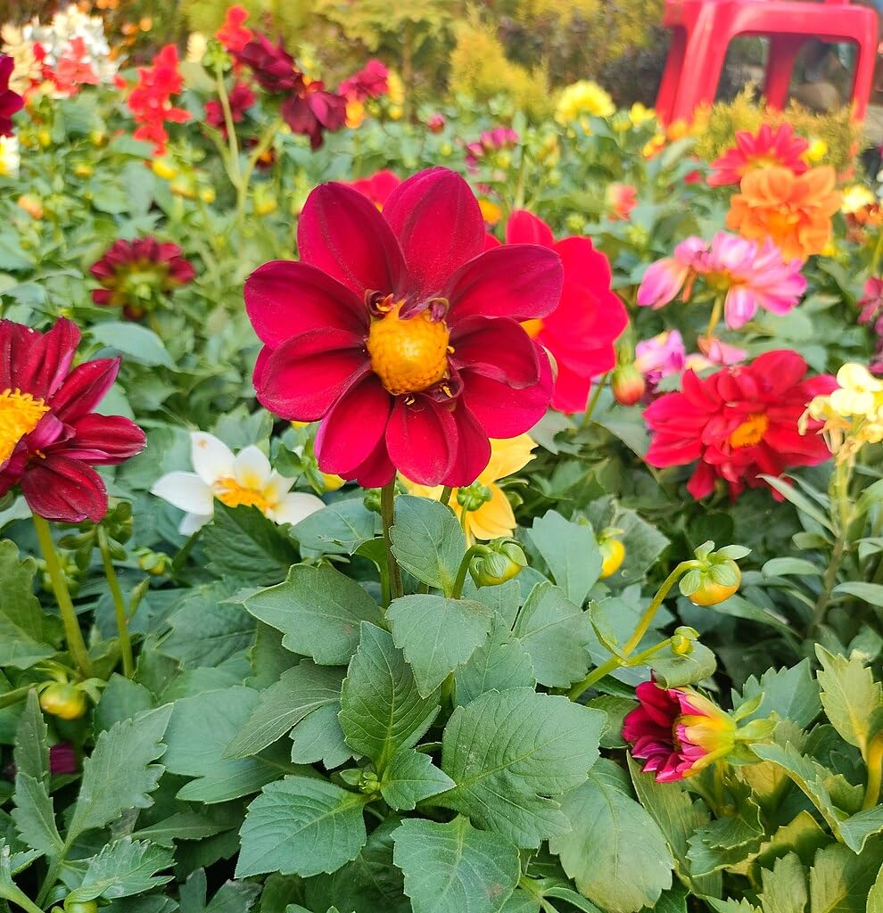 Amazon.com : TomorrowSeeds - Mignon Mix Dwarf Single Dahlia Seeds