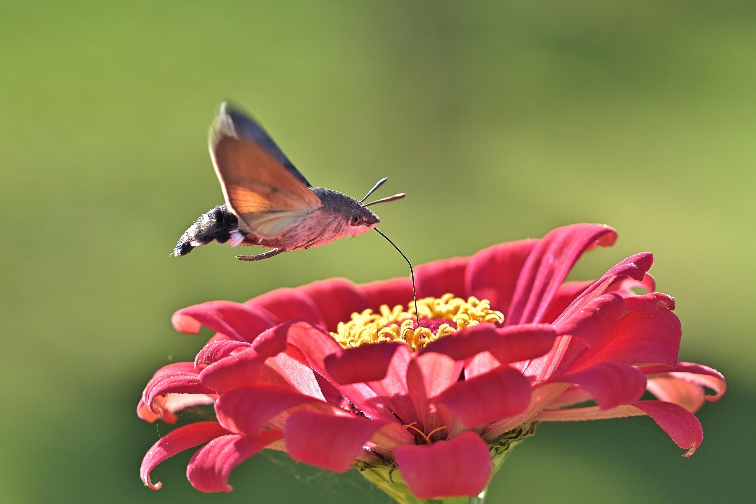 Zinnie (Zinnia elegans) ´Riesen-Mischung´ Samen. Schmetterlings Magnet (20000 Samen = 108,0g)