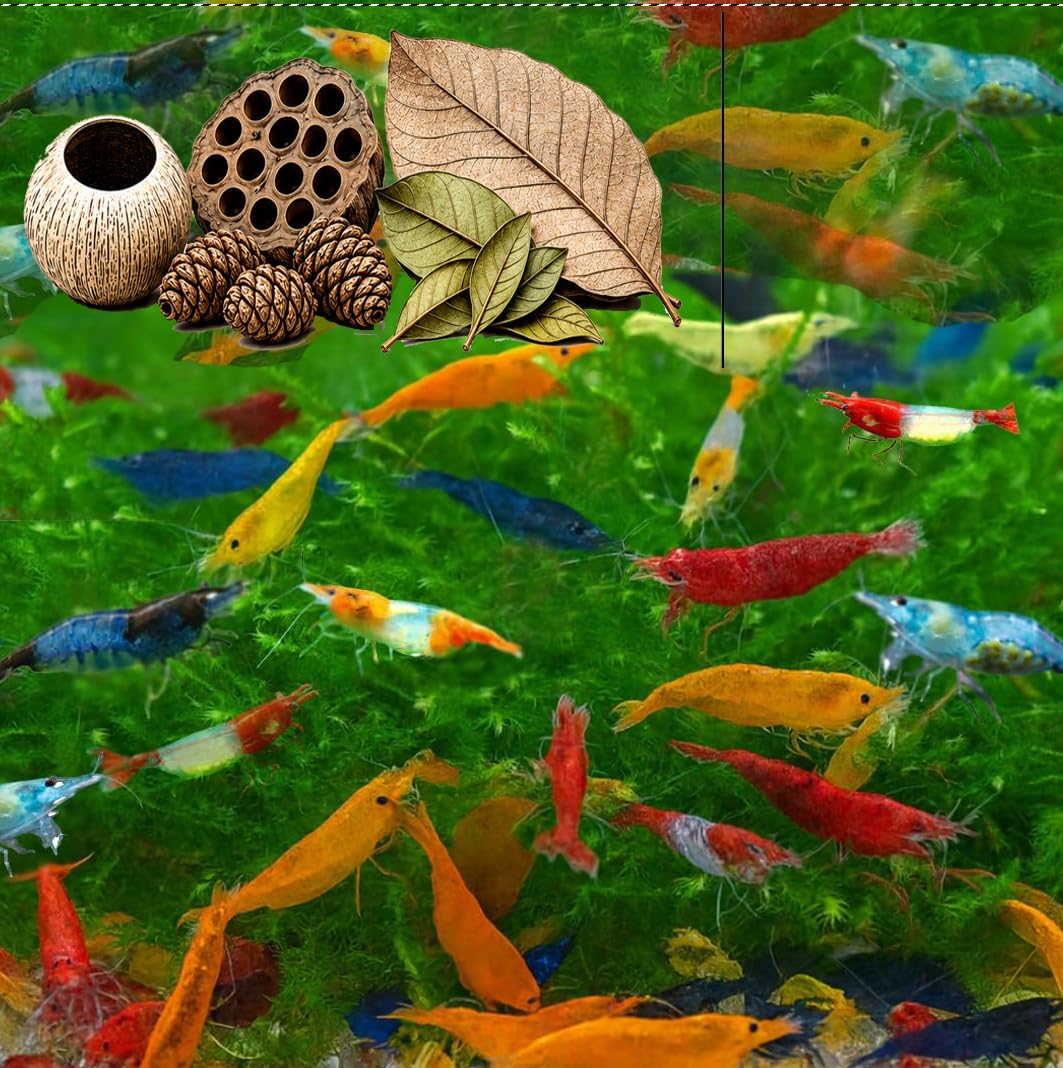 Swimming Creatures™ Freshwater Aquarium Shrimp - A Perfect Combo to Brighten Your Aquarium!
