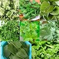 Seed Basket Pack of 8 Native Green Leafy Vegetable Seeds for Home Gardening with More than 70% Germination and Instructi