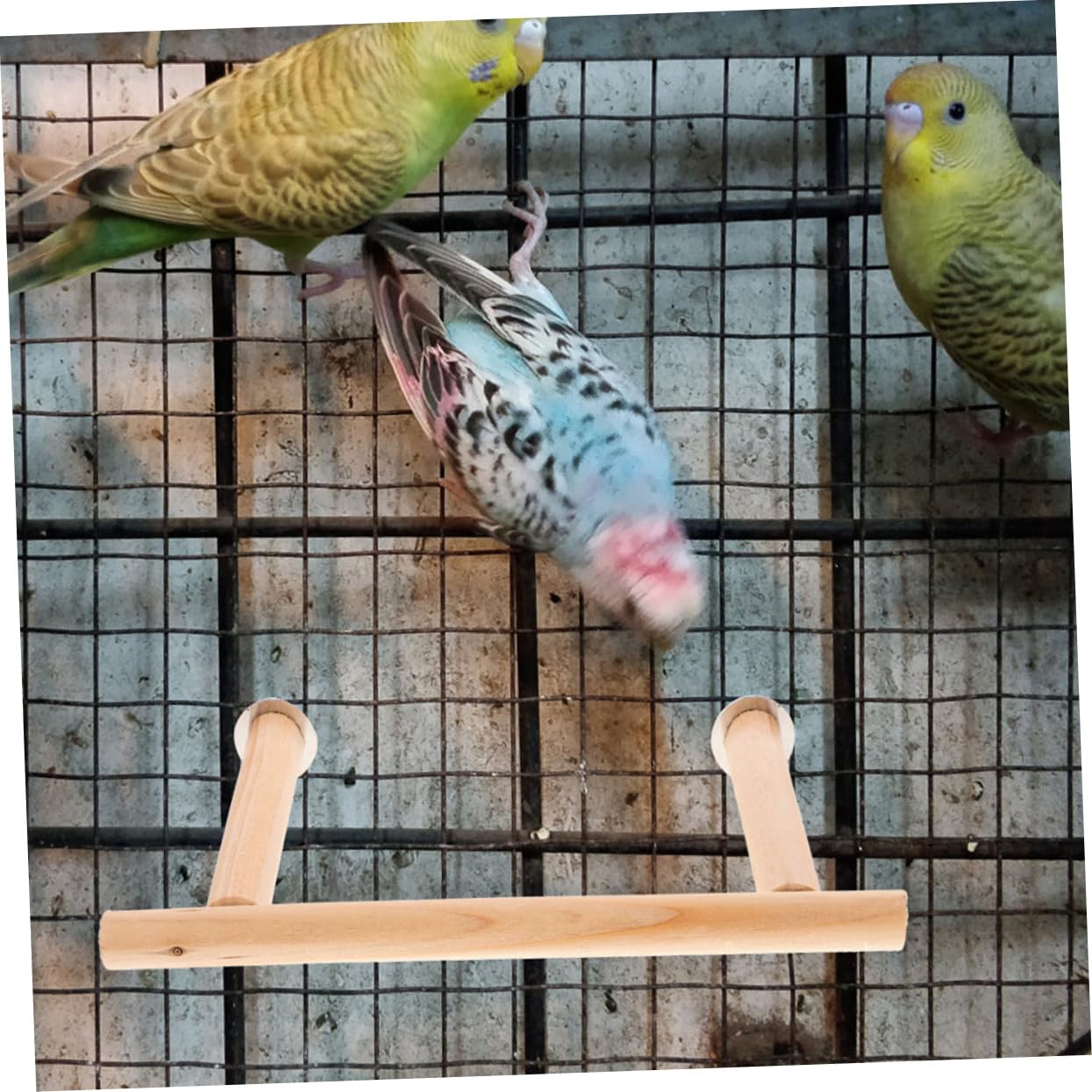 VANZACK 6pièces Perchoir pour Oiseaux Naturel Support pour Perruches Et Perroquets Accessoire De Cage à Oiseaux