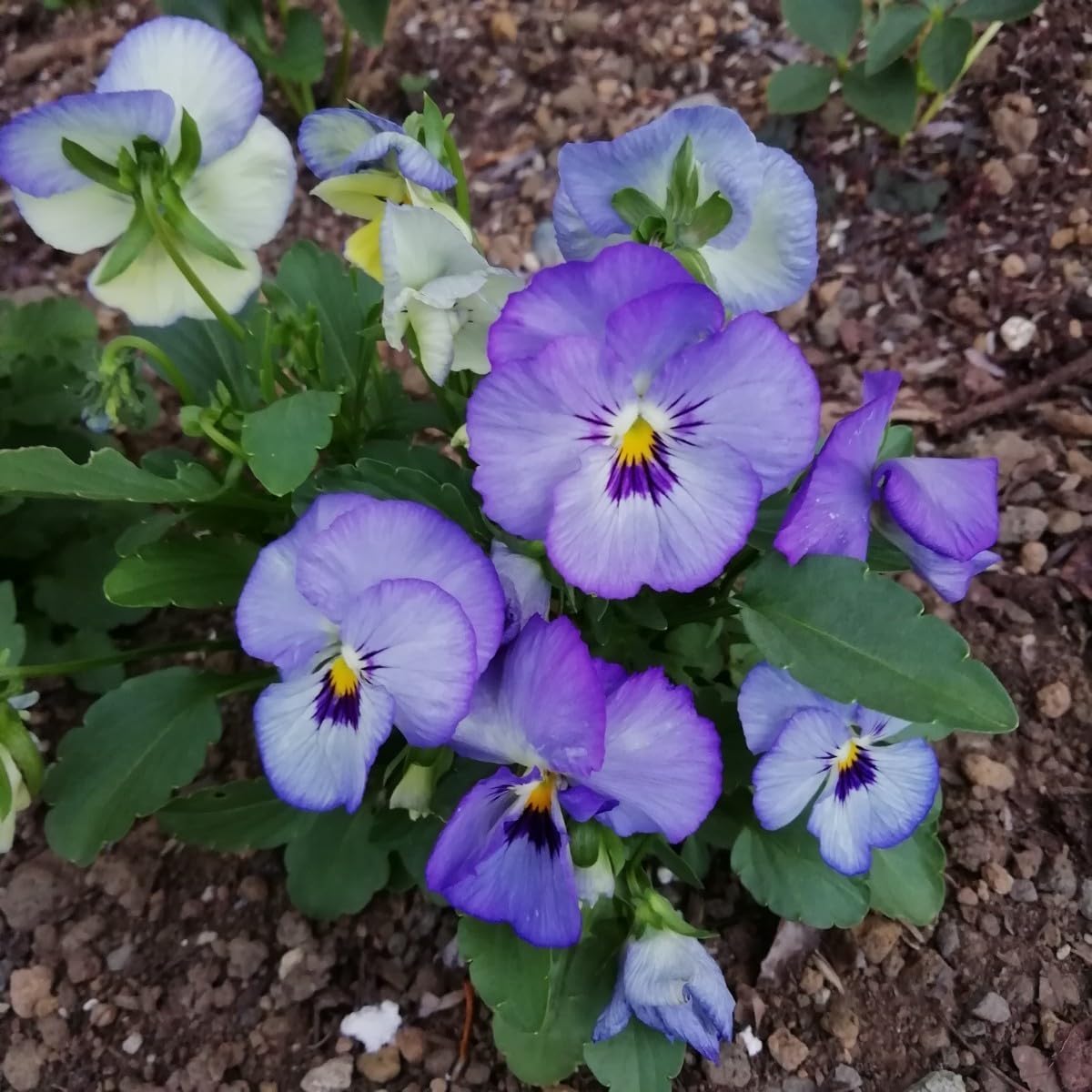 Amazon.co.jp: ビオラの種 30粒 ブルー系 花の種 種子 同梱可能 秋蒔き