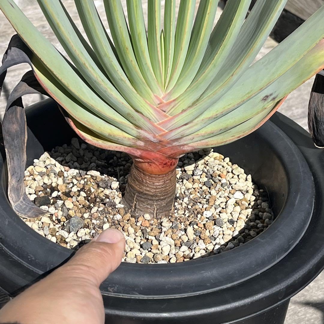 Amazon.co.jp: アロエ プリカティリス 実生 多肉植物 観葉植物 ドライ