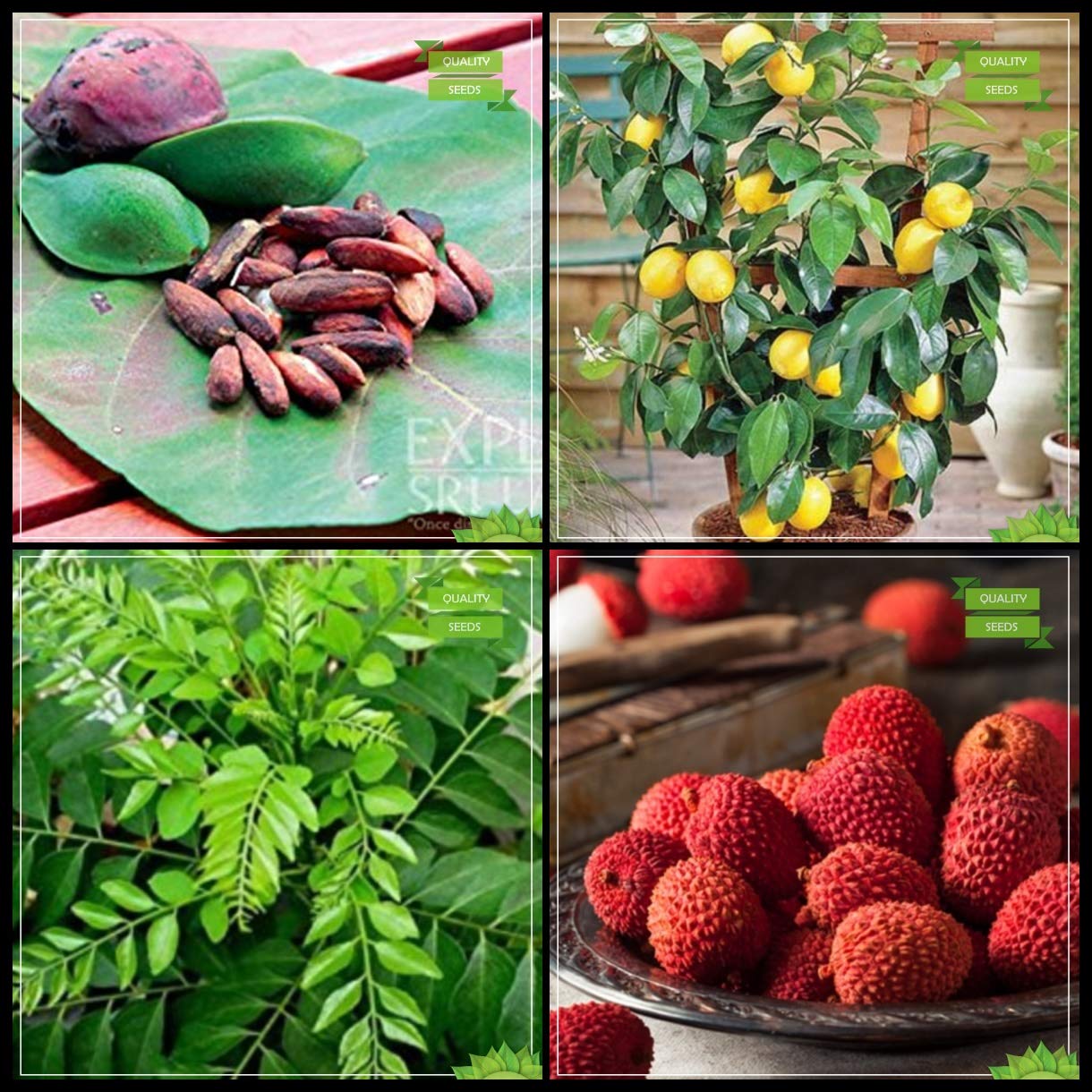 Creative Farmer Planting Seeds Combo Tree Seeds : Sea-Almond, Lemon Fruit, Curry Tree, Lychee Tree Seeds Terrace Gardening (B07HV1TMH2) Amazon Price History, Amazon Price Tracker