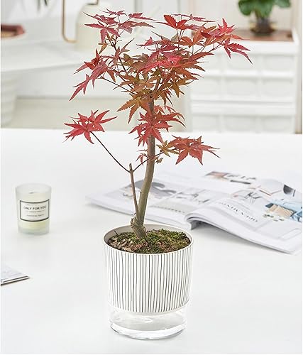 Miniatura 2 de Maceta de riego automático, macetas de riego automático para plantas de interior de 64 pulgadas, paquete de 2 unidades adecuadas para plantas de