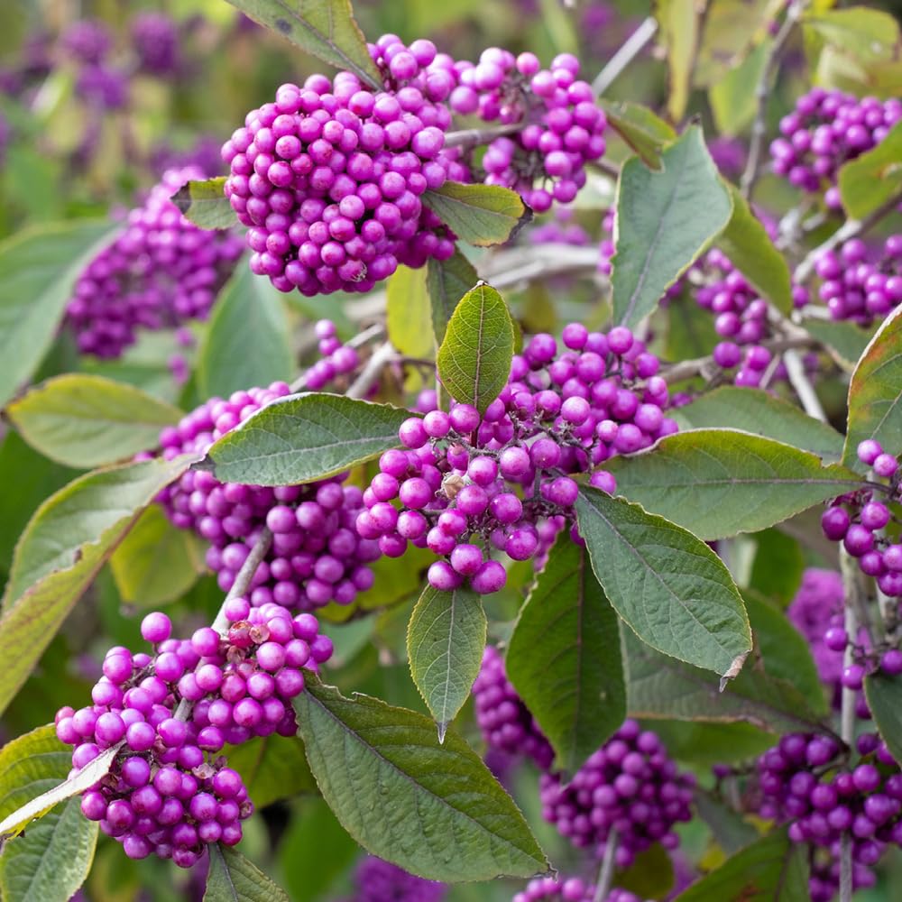 YouGarden - 1 x Callicarpa 'Profusion' (Beautyberry) in a 9cm Pot Garden Ready Plants Established Plants in Pot Ready to Plant Out