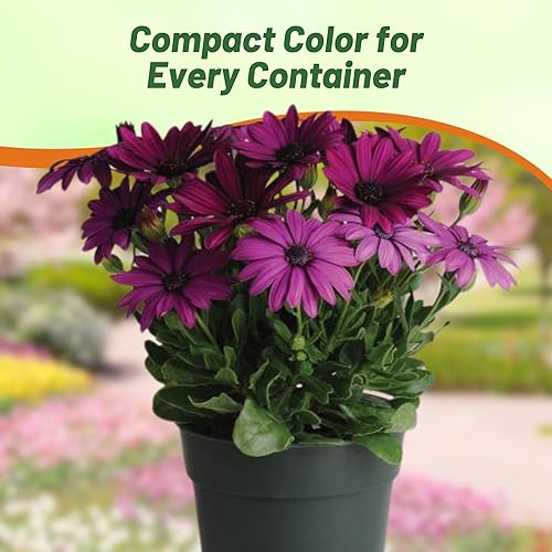 Miniatura 6 de Outsidepride 10 semillas de flores de margarita africana de Osteospermum púrpura perenne para plantar