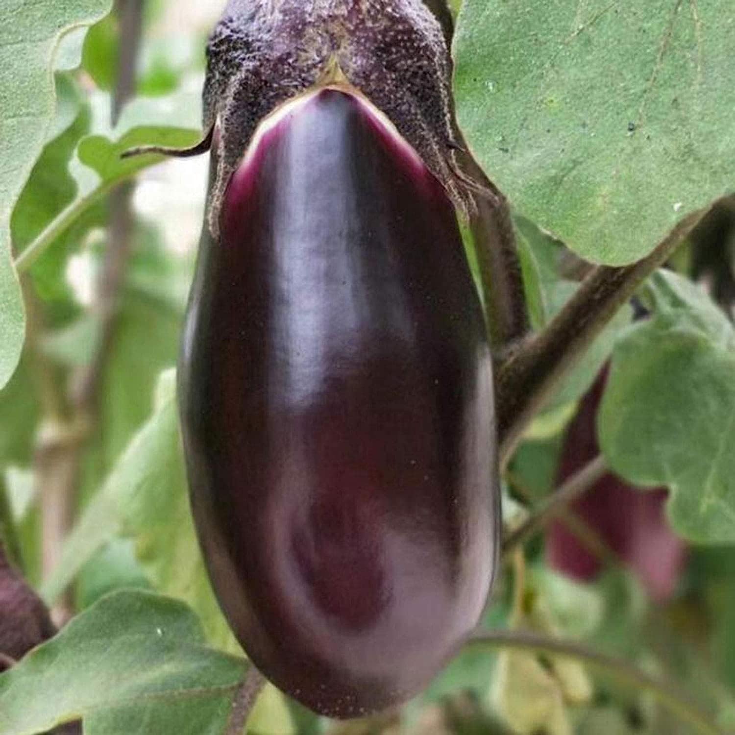 100Pcs/Bag EggplantFresh Non-GMO Dark Purple Rich Nutrition Vegetable Seedlings for Home/Garden/Outdoor/Yard/Farm Planting - Eggplant