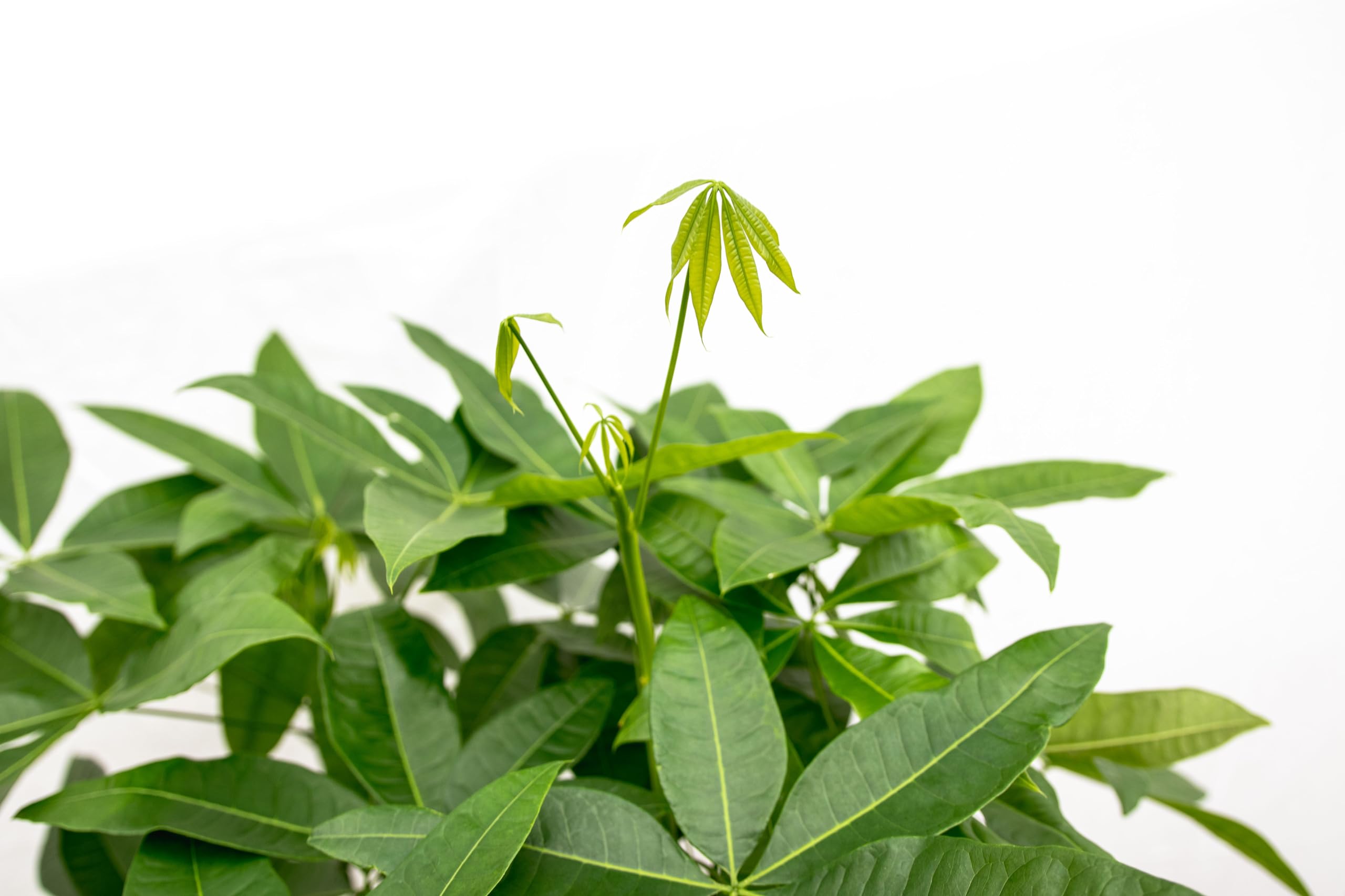 Trendyplants - Pachira Aquatica - Arbre à argent - Plante d'intérieur - Hauteur 110-130 cm - Taille du pot Ø24cm