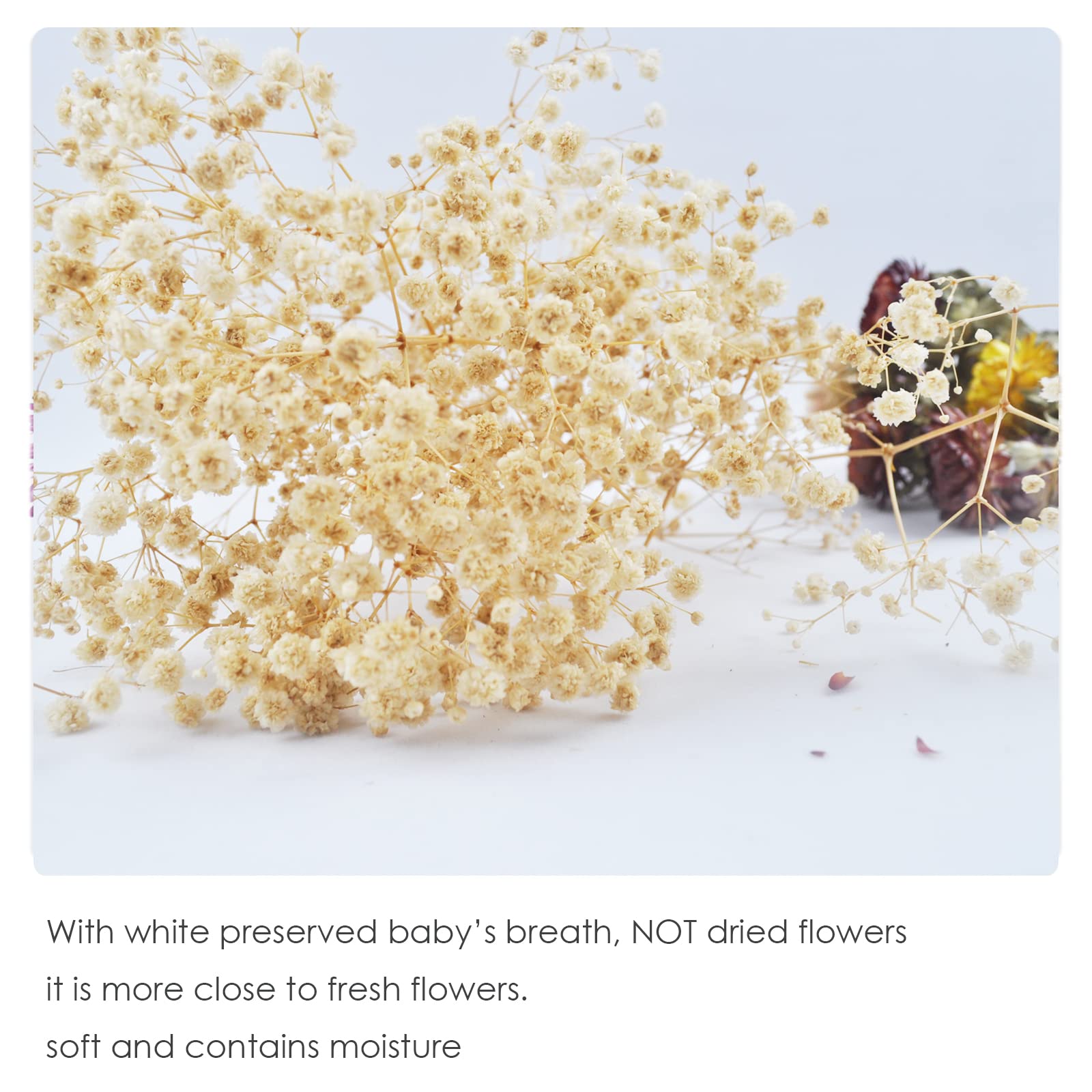 L'BREVOGA Bouquets de fleurs séchées, 100 % fleurs naturelles pour décoration de vase, fête à la maison (marguerite)