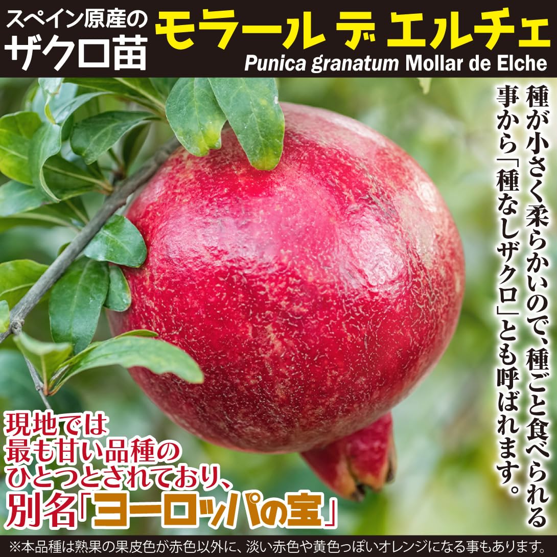 ②*ஐスペイン原産・大実で甘い！*:ஐザクロ・苗【モラールデエルチェ】苗木・4号 Amazon.co.jp: 果樹苗 ザクロ モラール デ エルチェ 1株/ 国華園 25
