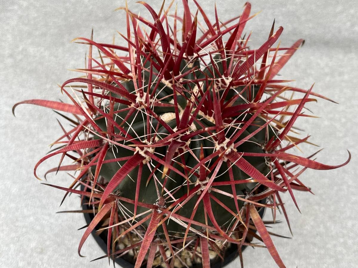 サボテン　赤刺 楽天市場】サボテン：フェロカクタス 赤刺金冠竜*幅7.5cm