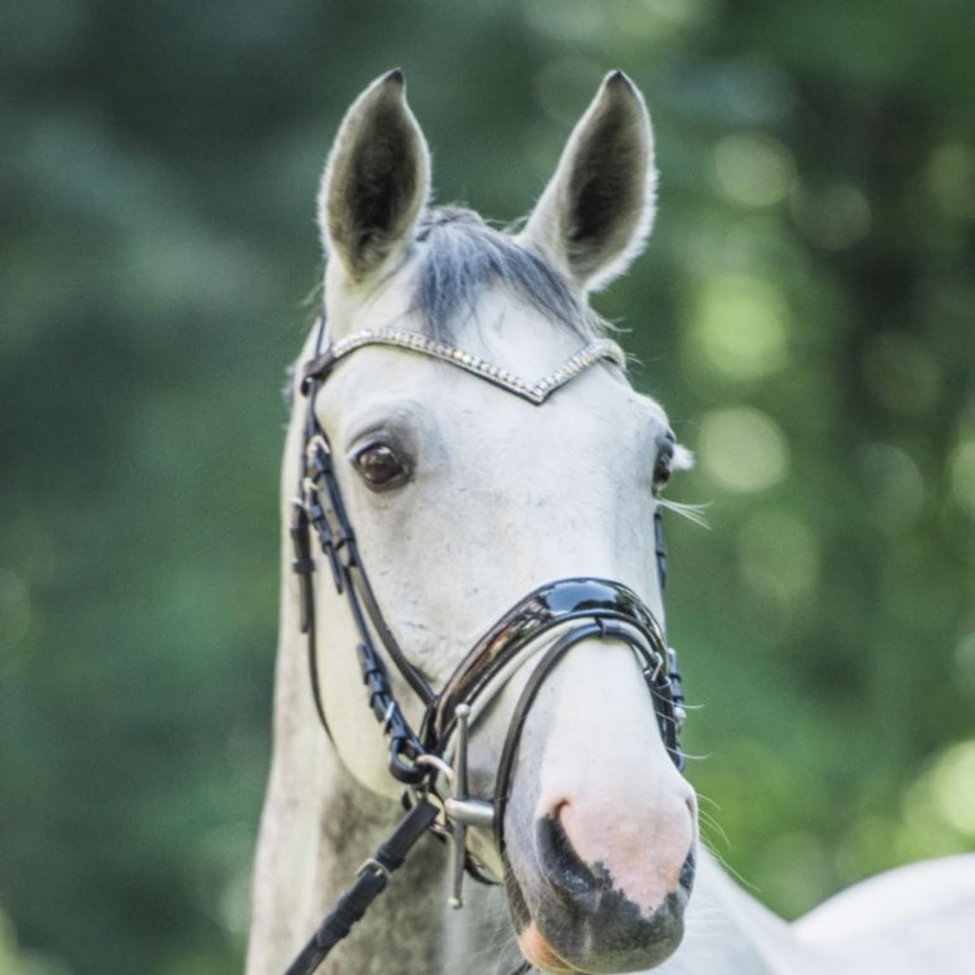 Cavezza Per Cavalli E Pony In Pelle Con Cristalli Woden, Colore Nero/nero, Taglia Zero