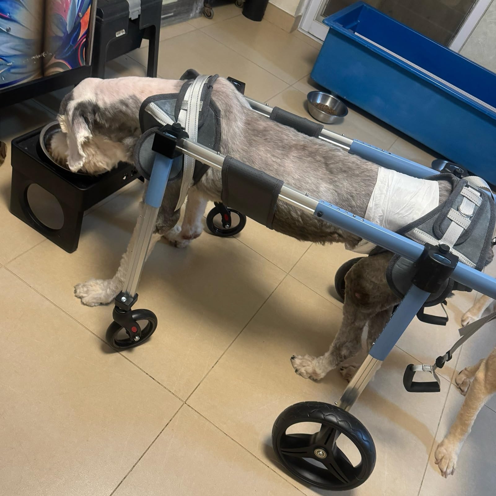 Silla de ruedas para perros pequeños, medianos y grandes con carrito de 4 ruedas ajustable