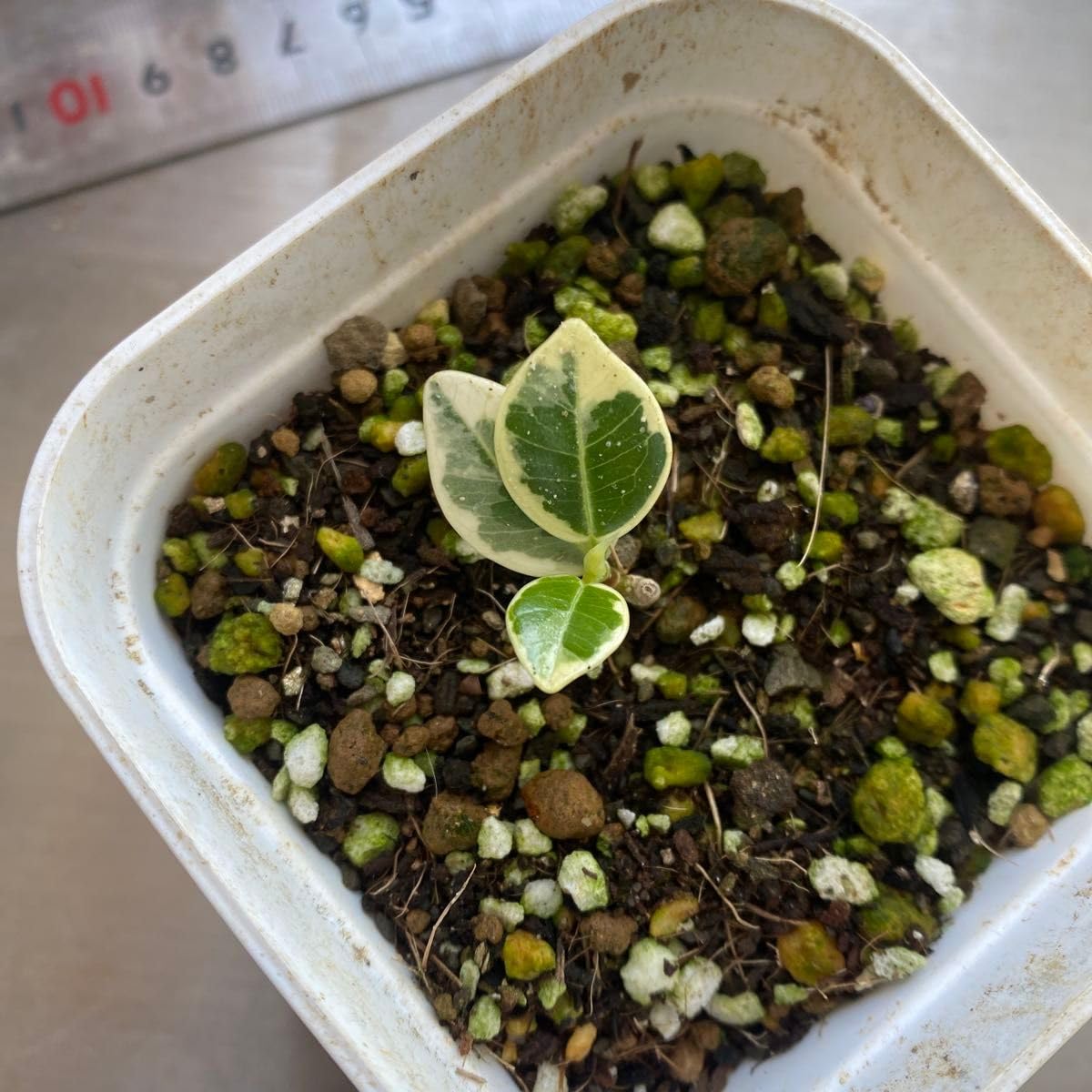 パンダガジュマル　斑入り　挿し木　発根済み Amazon.co.jp: パンダ ガジュマル 斑入りPanda Gajyumaru Variegated
