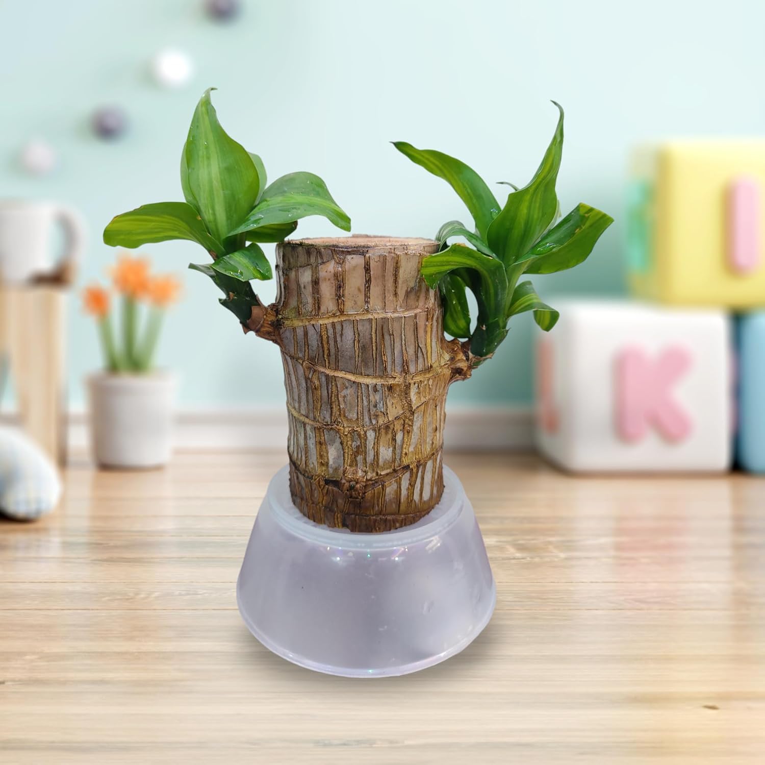 Bamboo Plant Lucky Wood Good Luck Live Plant Lucky Brazil Wood Potted Plant With Leaves | Healthy Indoor Live Lucky Brazilian Wood Plant for Living Room (Style_286 (B0DHLFZ2LG) Amazon Price History, Amazon Price Tracker