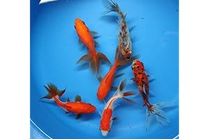 6 Pack Mixed Live Calico, Red and White, Red Fantail Goldfish