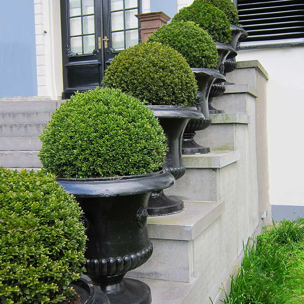 Aiden Gardens Rare Bushy American Boxwood Buxus Microphylla Japonica 1 Healthy Live Plant (B0CBF9QWPF) Amazon Price History, Amazon Price Tracker