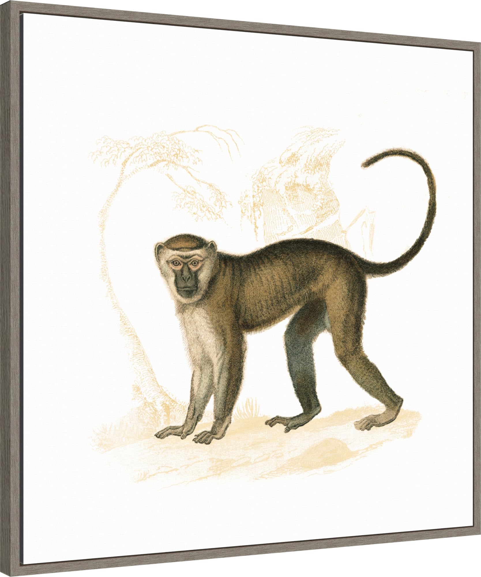 Amanti Art Framed Canvas Wall Art 30x30 Golden Monkey by Wild Apple Portfolio, Framed Wall Art Canvas, Animals Artwork, Country Rustic Decor, Large Poster Painting for Living Room, Bedroom, Bathroom,