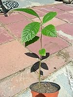 Vista 1 de Planta de plántulas de árbol frutal de LOQUAT de ciruela japonesa suculenta dulce
