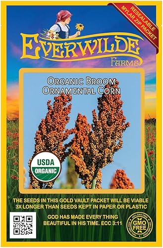 Everwilde Farms - 50 semillas de maíz ornamentales de escoba orgánica - Paquete de bóveda dorada
