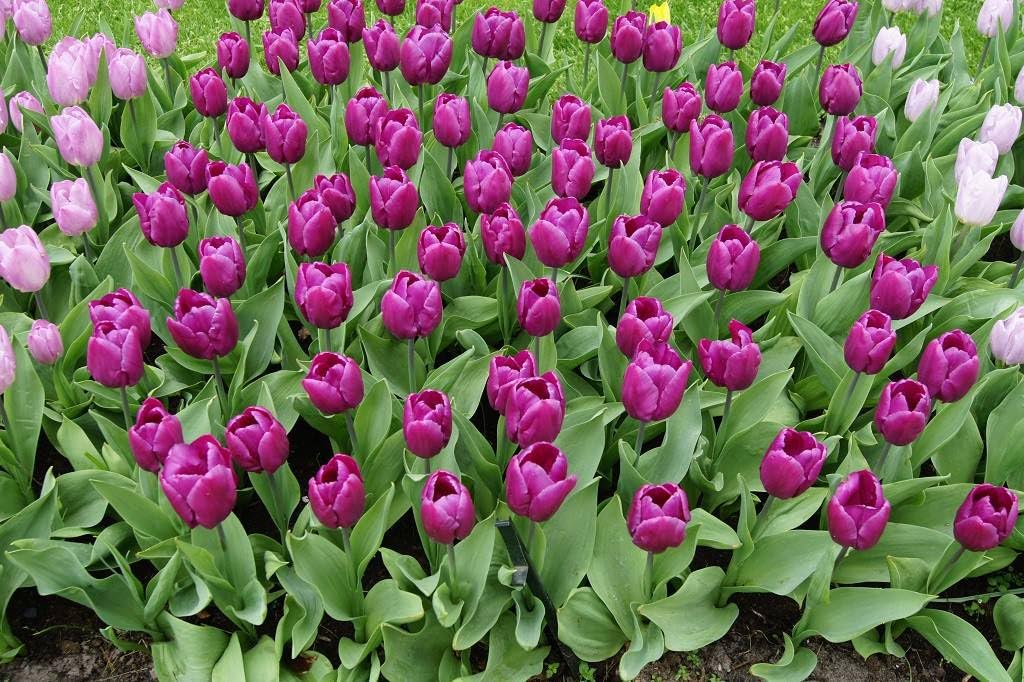 Tulipa Purple Prince - BIO 50 Tulpenzwiebeln aus Holland