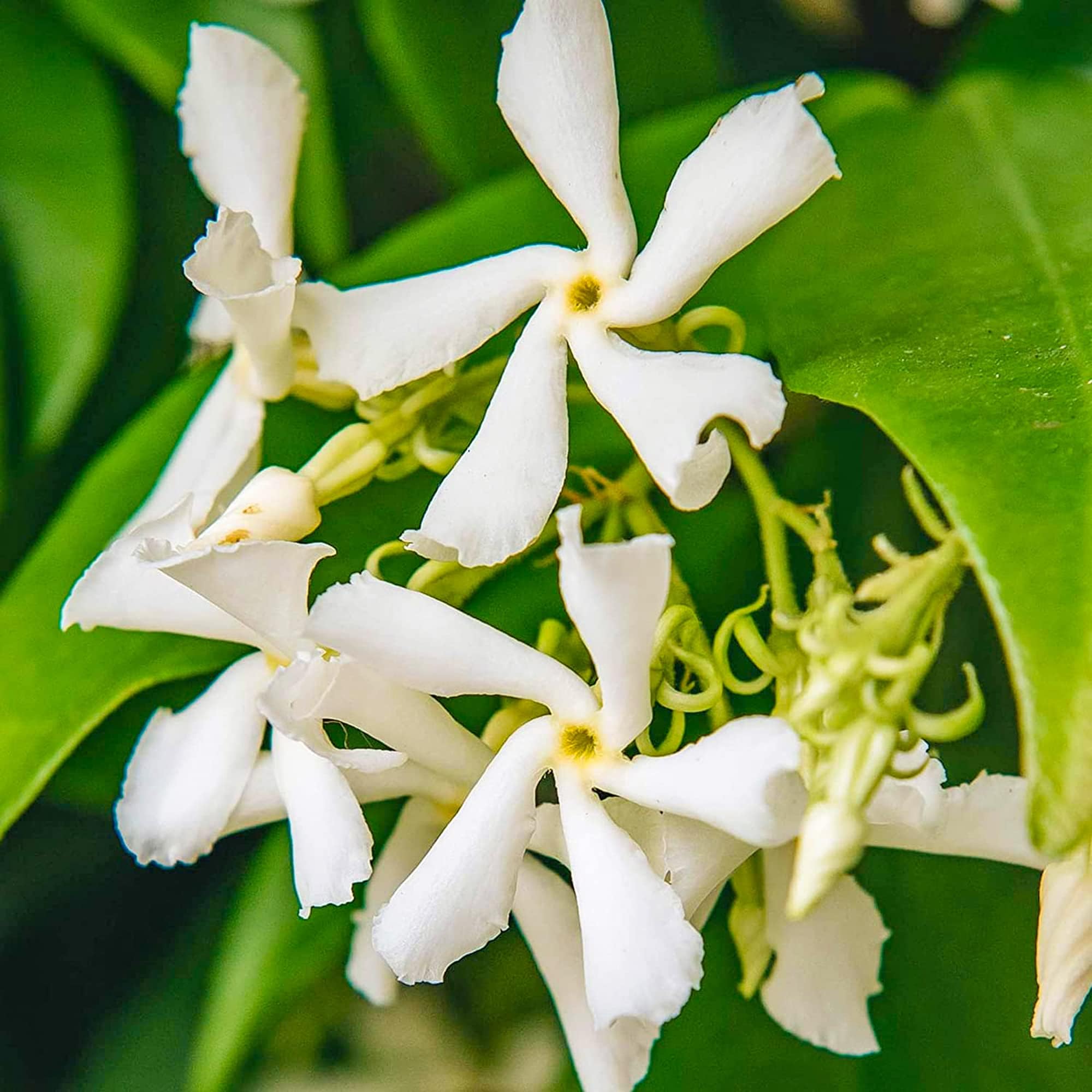 Jasmin étoilé Trachelospermum Jasminoides Plante d'extérieur grimpante — free download
