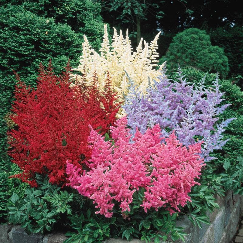 Astilbe Mix Roots- Astilbe Mixed Colors | Perennial Astilbe Flower, Nonstop Blooms, Large Astilbe Flowers | Hardy, Long-Lived, Perfect for Borders and Beds (3 Pack)