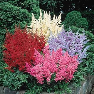 Astilbe Mix Roots- Astilbe Mixed Colors | Perennial Astilbe Flower, Nons...
