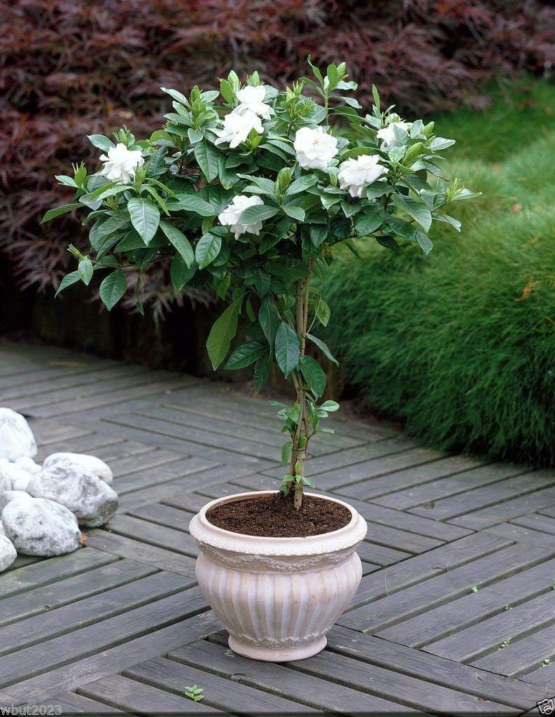 38灯 THE RICH BOTANICAL Cape Jasmine Amazon.com : Cape Jasmine Seeds,(Gardenia jasminoides) fragrant