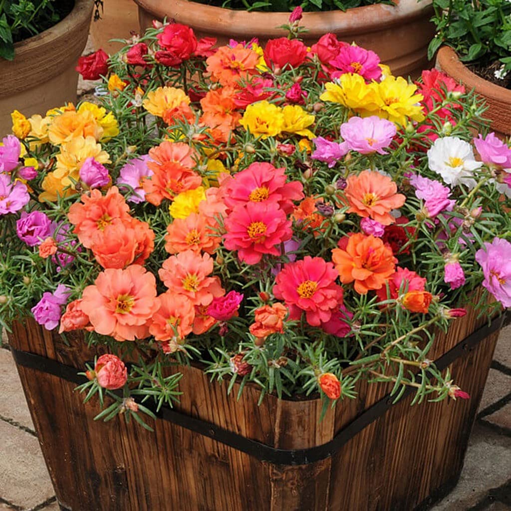 Creative Farmer Pathumani Chedi (Portulaca) Moss Rose Suitable For Flowerbeds, Ground Covers, Garden Hedges, Container Plants And Climbing Shrubs Live (Healthy Live Plant)