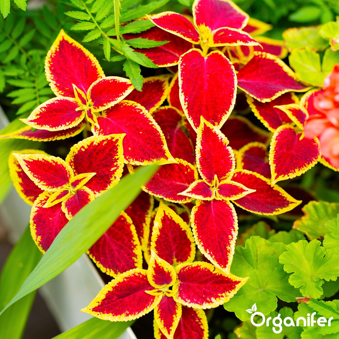 Fertilizante Líquido - 5x1L - Para Coleus - NPK 3-4-3 | Plantas Fuertes Y Vitalidad Óptima - Organifer
