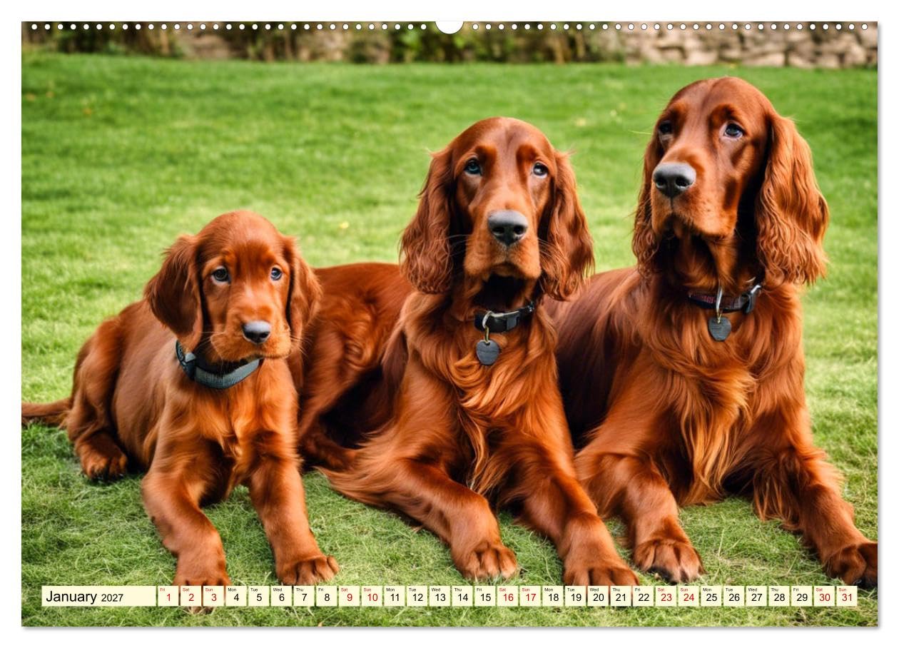 Irish Setter - pure grace (High Quality Premium Wall Calendar 2027 DIN A2 landscape),CALVENDO 12 Month Wall Calendar: Elegant pointing dog with temperament and stamina