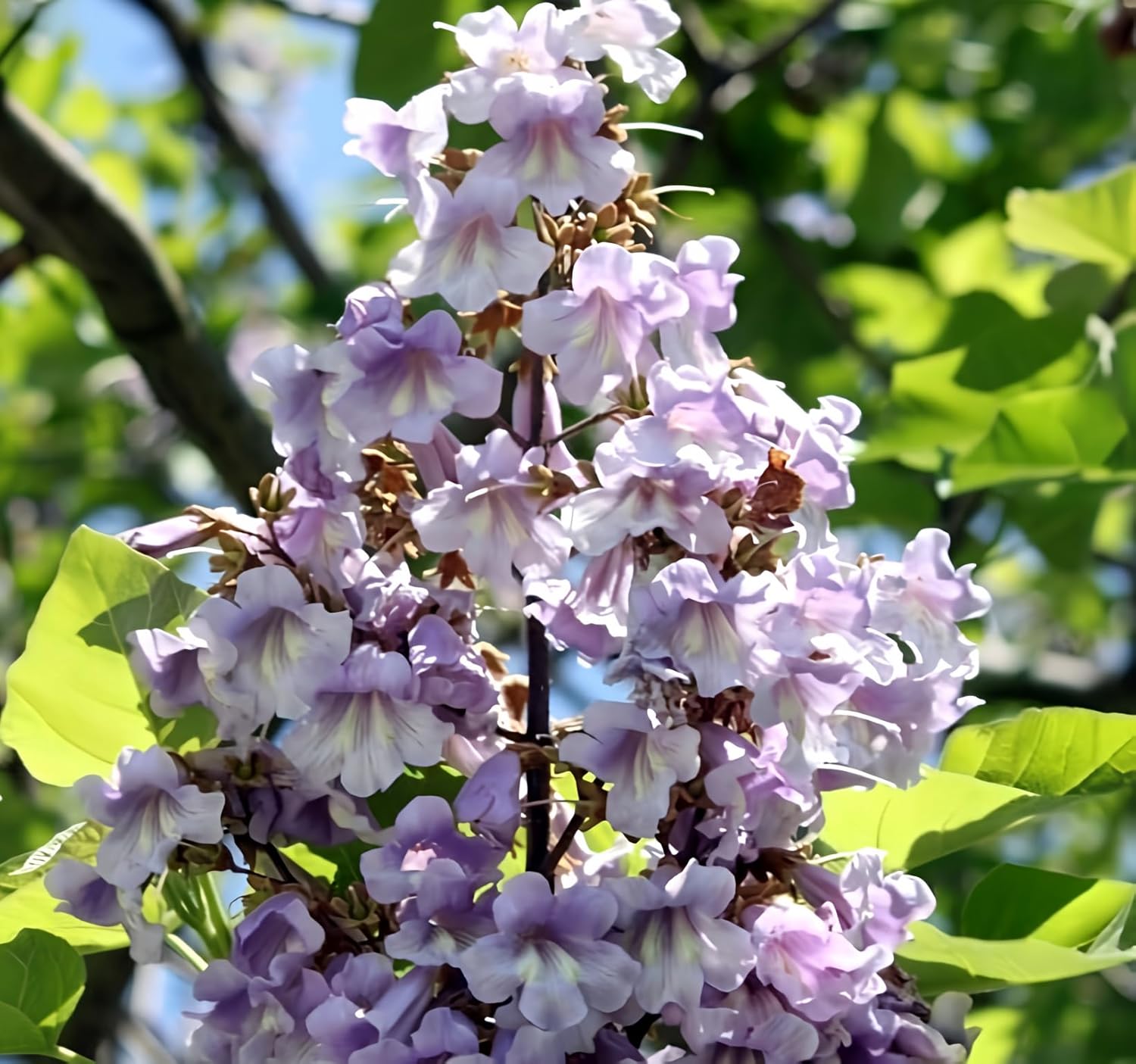Paulownia elongata (Empress Tree) Tree Seed, Showy, Upright Clusters of Pale Violet, Creamy to deep Violet Flowers, You Choose The Quantity (1 Pack)