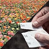 Park Seed Sow Effortless Collection Seed Tape – Giant Cactus Zinnia Mix, 15 Feet – Easy DIY Planting, Vibrant 4–5 Inch Blooms, Strong Stems for Cut Flowers, Quick Germination, No Thinning Required