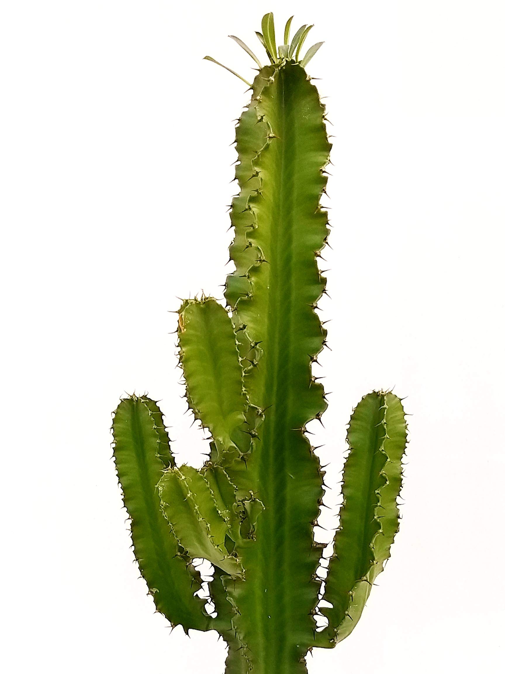 POWERS TO FLOWERS - EUPHORBIA VULCANA ERITREA, SPINA DI CRISTO, CACTUS DEL FREDDO, vaso 17cm altezza 70cm, pianta vera