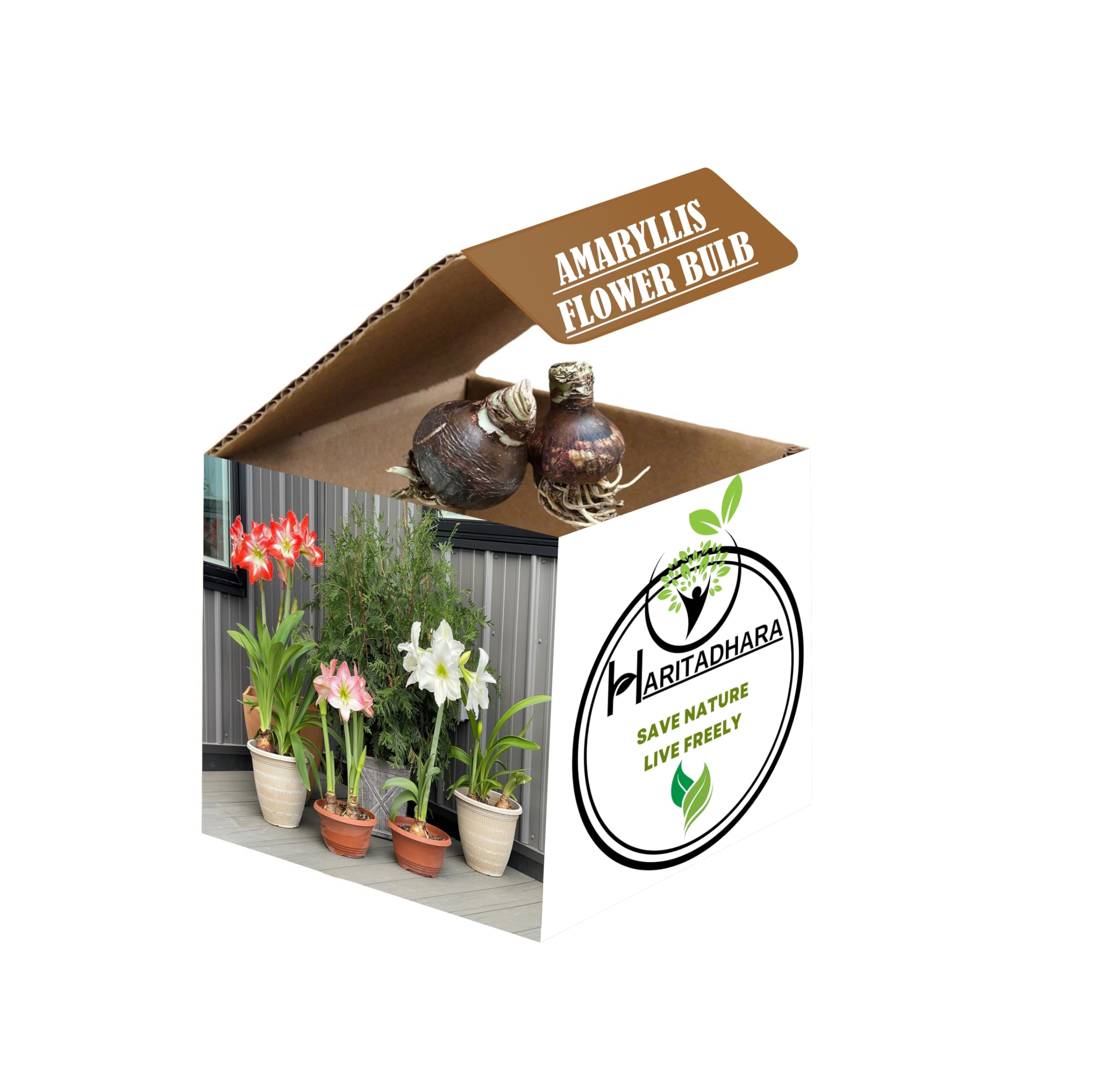 Haritadhara Amaryllis Multicolor Flower Bulbs Best For Home Garden (2 Bulbs) Best Fragnant/Cut Flower With Excellent Beauty & Blooming. (B0BT7VDJ7C) Amazon Price History, Amazon Price Tracker