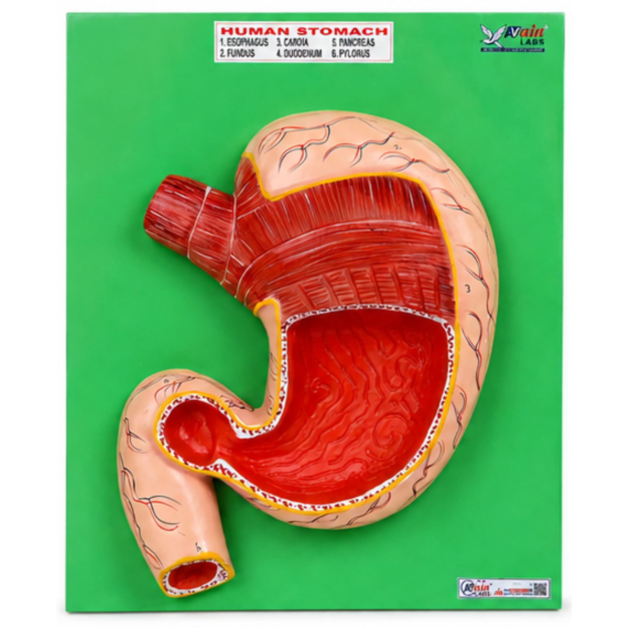 AvainLabs® Human Stomach Anatomy Chart 16 x 24 Inch Large on Board AL-5075C | Digestive System Educational Wall Chart | Medical Anatomy Teaching Aid for Schools, Colleges, Clinics & Labs-image-23