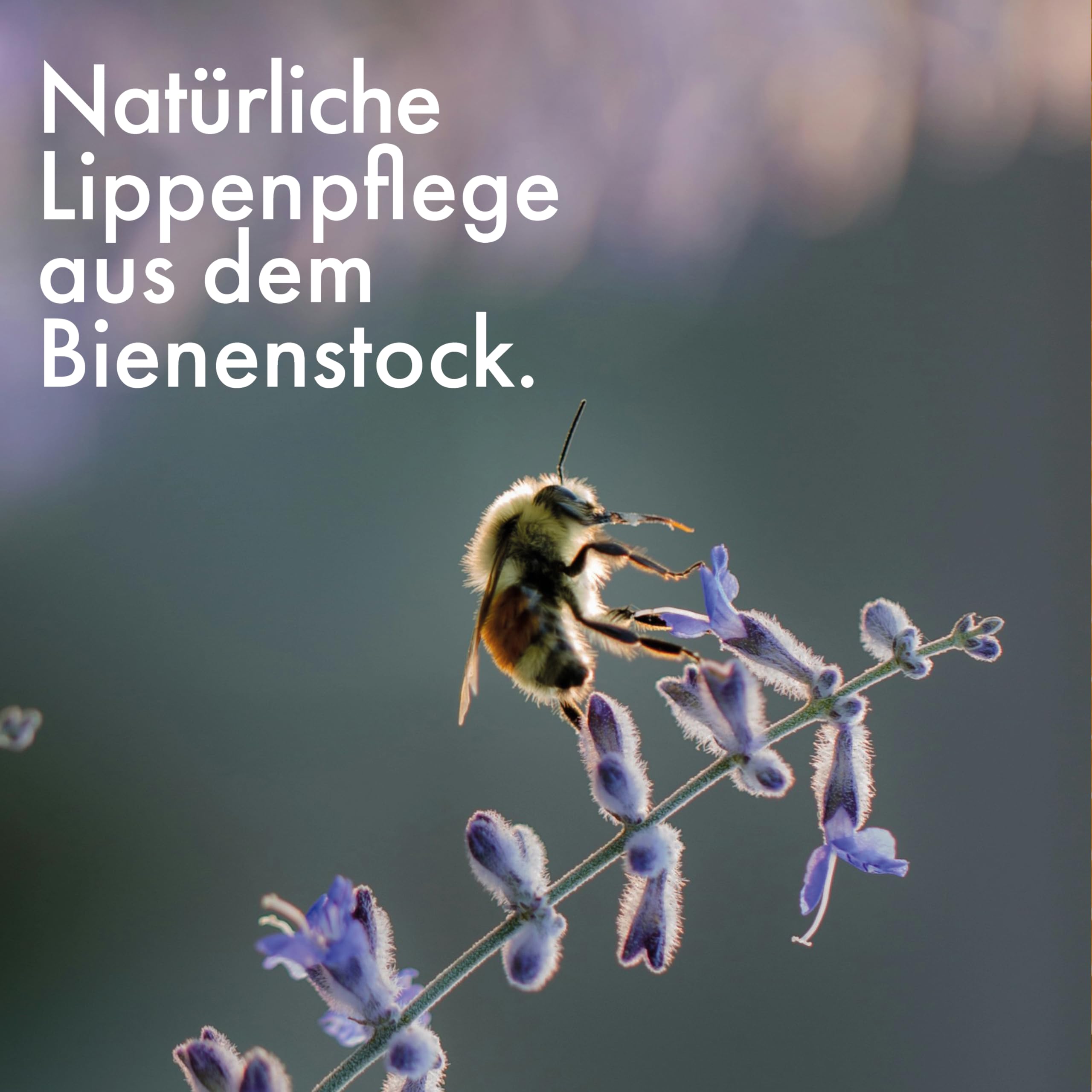 PropoliS Balsam zur Lippenpflege, 5 ml Cream, klar - Image 3