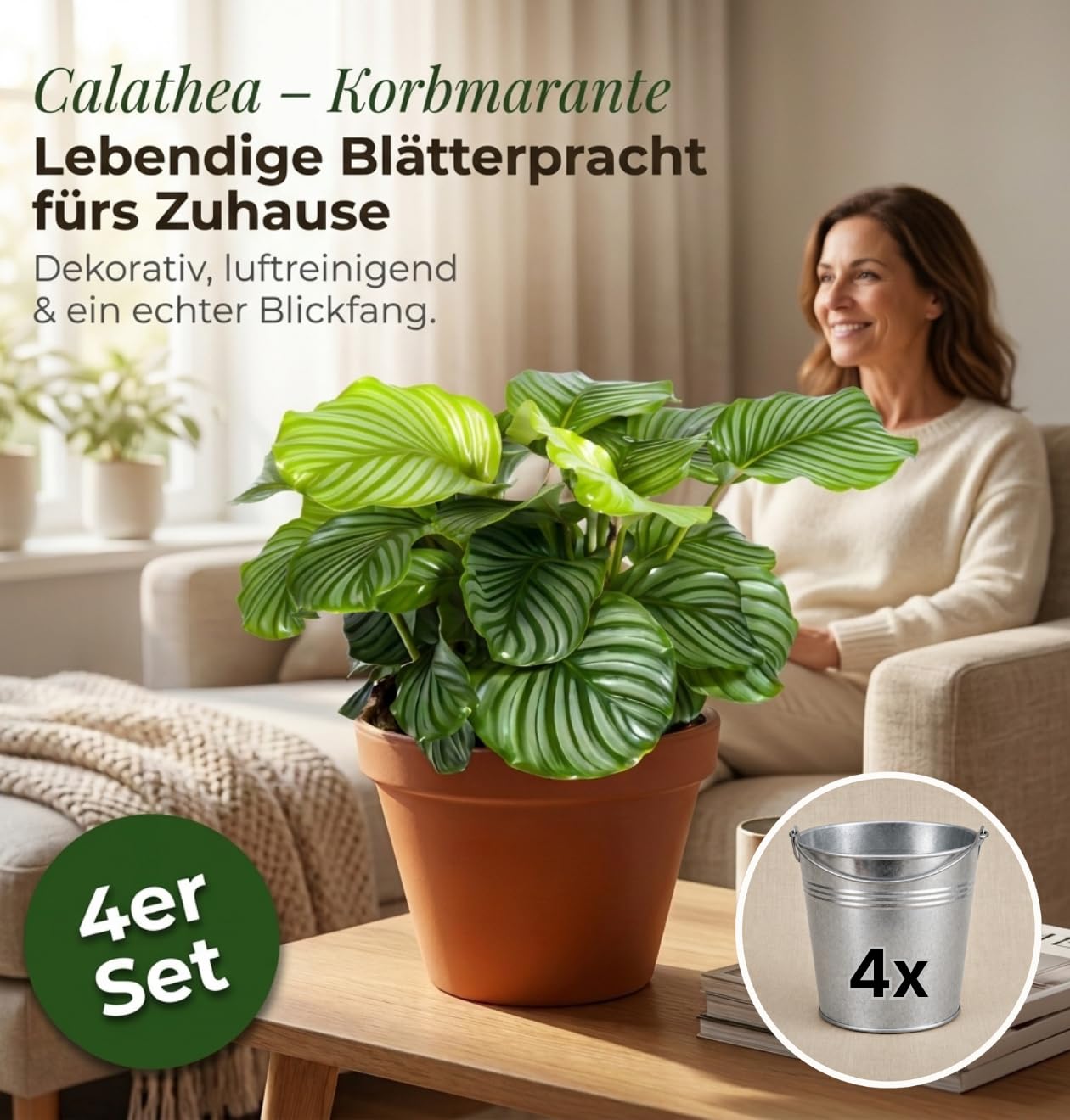 Blume Ideal Kalathea + 4 x cynkowa doniczka | Kalathea | ok. 40-50 cm | Ø 12-15 cm doniczka | łatwe w pielęgnacji rośliny pokojowe do mieszkania i biura | jakość profesjonalnych roślin | idealne