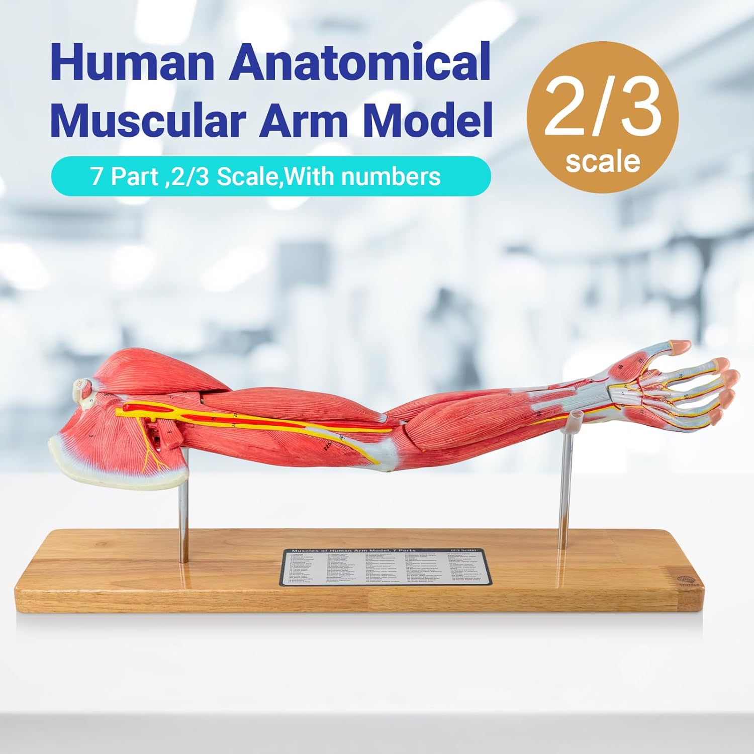 EVOTECH SCIENTIFIC Human Anatomical Muscular Arm Model, 7 Part 2/3 Life Size Numbered Muscular Upper Limb Shoulder Hand Model with Removable Muscles for Medical Study Teaching Includes Stand Poster